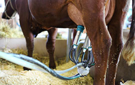WTO Milch 3