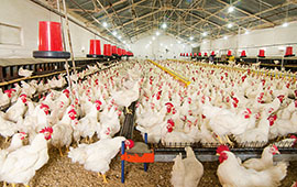 Antibiotika aus Tierhaltung im Grundwasser