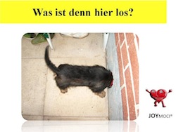 Schweinehundklein