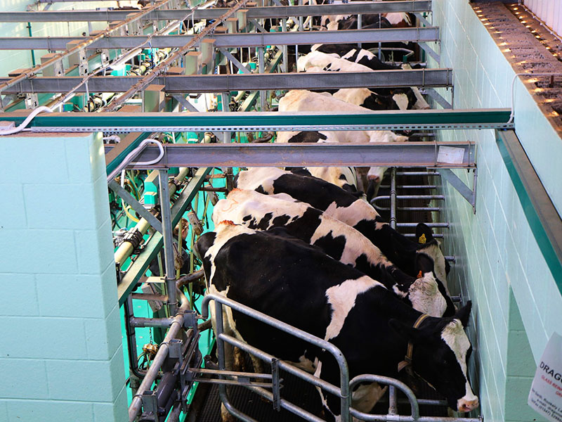 WTO milk 2
