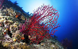 Mittelmeer-Gorgonie-Unterwasser