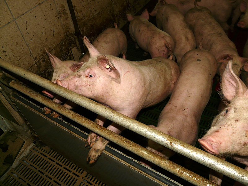 Schweinezucht