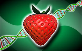 Smart Breeding statt genmanipulierter Nahrung